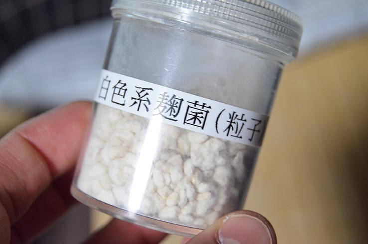 白色系麹菌